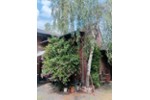 Bauernhaus, Landhaus Jüchen - 6 Zimmer, 125 m&sup2;, 310.000&euro; | Angebot:27242745